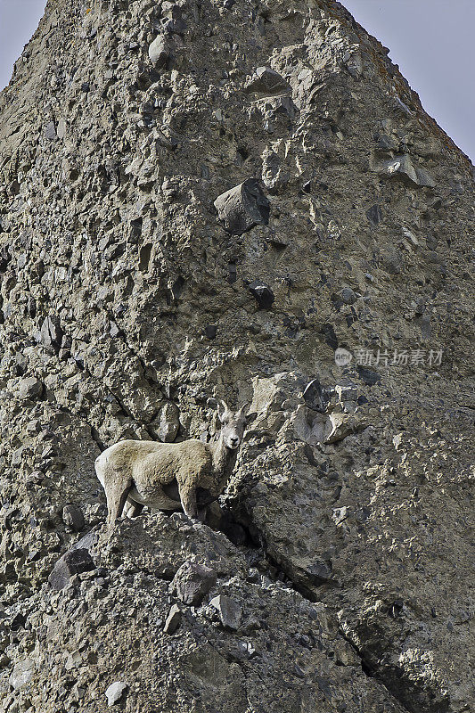 大角羊(Ovis canadensis)是一种原产于北美的绵羊，在怀俄明州的黄石国家公园发现。在几乎垂直的岩壁上行走和跳跃。